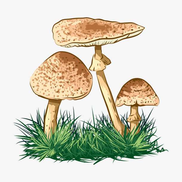 預警：野生菌中毒怎么防？怎么控？怎么辦？